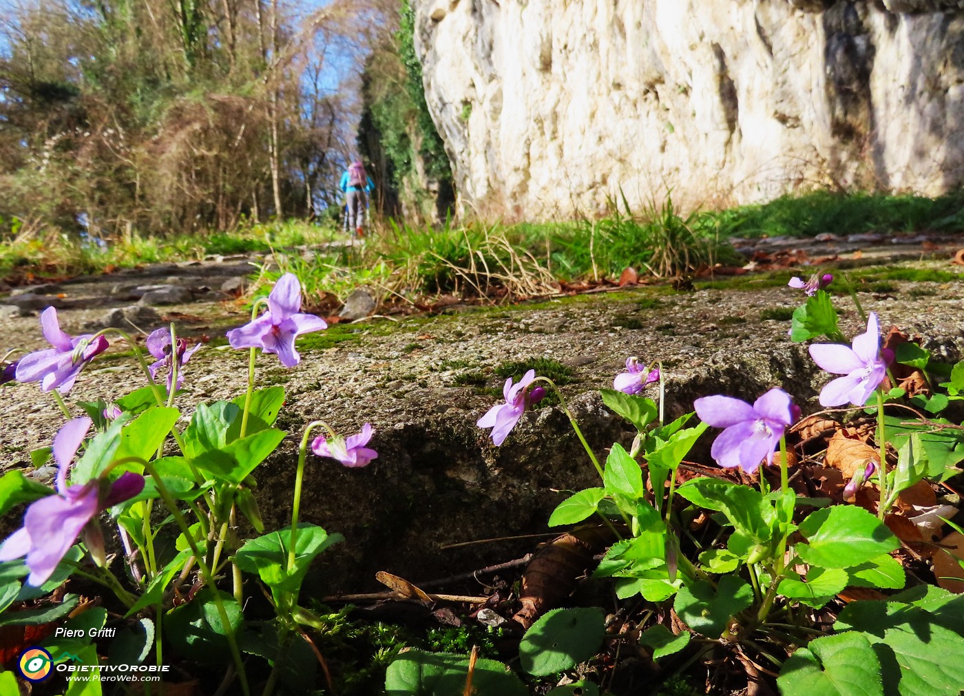 10 Viola odorata-Viola mammola.JPG